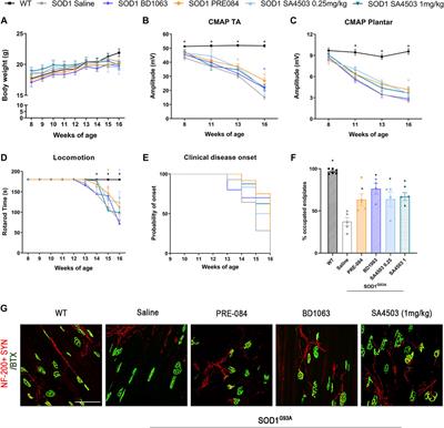 Sigma-1 Receptor is a Pharmacological Target to Promote Neuroprotection in the SOD1G93A ALS Mice